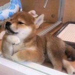 [EXO] 아ㅅㅂ 앨범 조카 예쁘지 않냐
