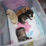 [큰멍멍이] 1년동안 동네 빌라주차장에서 유기견 생활을 했던 ,...