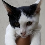 [고양이] 이 아이들을 입양해 주세요