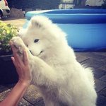 [강다니엘] 댕댕이 <b>세젤예</b>