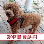 강아지를 찾습니다 제발 한번씩만 봐주세요 ㅜ