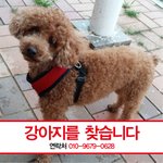 <b>방</b><b>탈</b> 죄송합니다. 강아지를 찾습니다. 한번만 봐주세요