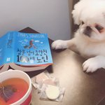 [강아지] 혼자보기 아까운 겸<b>댕이</b>