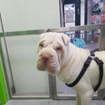 [<b>성남시</b>] 샤페이 살려주세요. 공고지나 안락사 명단에 올랐습니다...