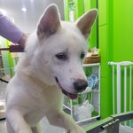 [<b>성남시</b>] 잘생기고 성격좋은 진도 아이 살려주세요!!!