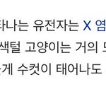 [방탄소년단] 이래서 난 네 삼색고양이인건가ㅠㅠㅠ