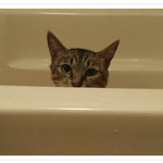 상처받고.. 아프고.. 가여운 <b>다솜</b>이가 애타게 가다립니다