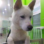 [강아지] 안락사에서 살아날수 있도록 손잡아 주세요