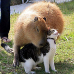 카피<b>바라</b> 사교성의 끝은 어딜까