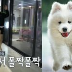 [강다니엘] 녤뭉이는 <b>위험</b>해
