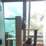 [고양이] 611일째 육아육묘