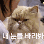 아이유랑 미미(고양이) 2차 눈빛싸움 <b>gif</b>