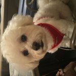 [강아지] 7년 만에 밝혀진 <b>태생</b>의 비밀