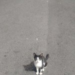 [조언부탁] 도와주세요 6개월차 길<b>캣</b><b>맘</b>입니다.