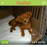 [강아지] 안락사에서 살아 남은 몽실이와 <b>츄</b>