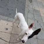 [강아지] [유기견찾아가세요]  9일 풍납동 아탈리아그레인하운드...