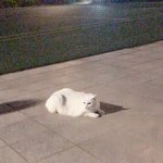 <b>밤</b>마다 <b>산책</b>나오는 고양잌ㅋㅋㅋㅋ