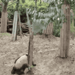 판<b>남충</b>