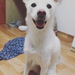 <b>진돗개</b>엄마+스피츠아빠