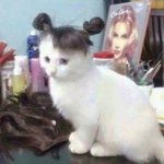 여자 <b>안</b> 피해 간다고 여자도 군대가야 한다는 논리 ㅈㄴ 이해 <b>안</b> <b>감</b>