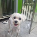[성남시] 안락사 <b>직전</b>의 말티즈 남아 살려주세요.