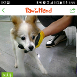 [성남시] <b>성남</b>시보호소 안락사 명단에 오른 아이들 살려주세요!!