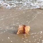 이거 대체 무슨 <b>생물</b>이에요? 이상해..