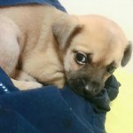 [강아지] 강아지 이름좀 <b>지어</b>줘