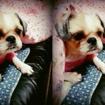 우리 강아지 보고갈래?