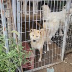 [큰멍멍이] 1년동안 동네 빌라주차장에서 유기견 생활을 했던 ,...