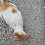 길냥이ㅠㅠㅠ하앙