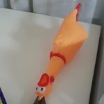 우리집강아지개웃김ㅋㅋㅋㅋㅋ