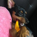 [꾸꾸까까]미니핀 <b>멍멍이</b>들 보구가세용❤️