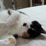 [고양이] 절  만만하게 보는 것 같아요ㅜㅜ