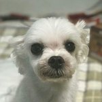 [방탄소년단] 누가 강아지고 누가 정꾸게