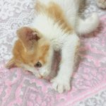 [댓글부탁해] 고양이 이름 정하는 거 도와줘!
