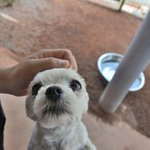 <b>진주</b>/말티즈/여아/4살/2.5kg  피부병으로 고통받는 순간에 구조된...
