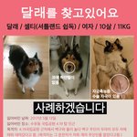 찾고있어요. / 셀티(<b>셔틀</b>랜드쉽독) 글 꼭 읽어주세요 부탁드립니다...