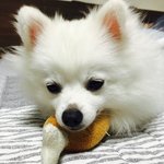 [강아지] 폼<b>피츠</b>  모이개