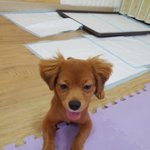 [강아지] 안락사에서 구조된 <b>츄</b>와몽실이