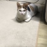 [고양이] 야옹이와 <b>꼬물</b>이들 :-)