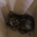 [고양이] 2개월령 똥꼬발랄 아기고양이, 반짝이의 가족이 되어주세요...