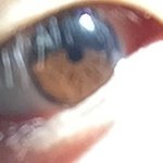 와 내눈 갈색된<b>거첨봄</b>