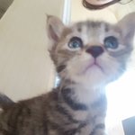 [댓글부탁해] 초보<b>집사</b> 아기 길고양이 키우기