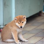 [강아지] <b>시바견</b> 왕발이:-)