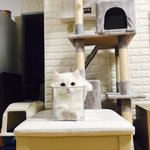 [고양이] 토리 <b>식빵</b> ㅎ