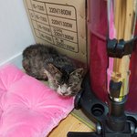 길냥이 구조해서 입양 그리고1년후