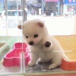 [댓글부탁해] 귀여운 <b>동물사진</b> 공유하장 ㅎㅎ