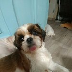 [강아지] 혀 빼꼼 내민 시츄<b>여아</b> 호두