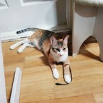 [쁘니단비] <b>내리</b>사랑...